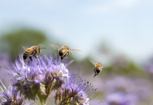 The Beekeeper’s Secret to a Super-Charged Immune System