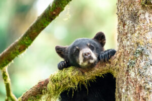 Can This Weird “Bear Bile” STOP Liver Damage?