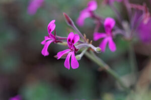 South African Flower Does What COPD Drugs CAN’T
