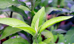Could This “Herbal Firefighter” Save Your Joints?!
