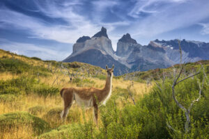 [Breakthrough] Chilean Flower Beats Stubborn Infections in 48 Hours