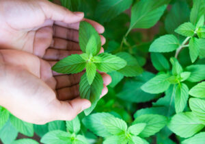 The Alzheimer’s Clue Hiding in a Simple Scent
