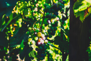 The “Poison Plant” That Could Silence Rheumatoid Arthritis
