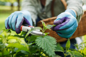 Backyard Weed Outshines $1400 COVID Drug