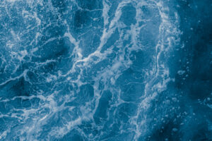 The Marine Mystery That’s Turning Back Brain Aging