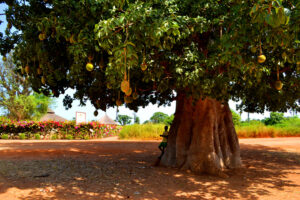 African Superfruit Slashes High Blood Sugar & Cholesterol