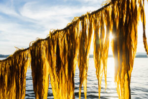 Slash Blood Pressure 13 Points With This “Ocean Secret”