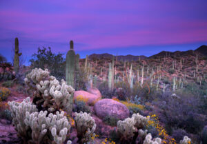 Is This Desert Plant Breast Cancer’s Worst Enemy?