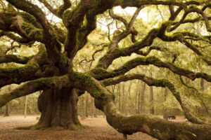 “Buddha’s Bark” HEALS Damaged Lungs