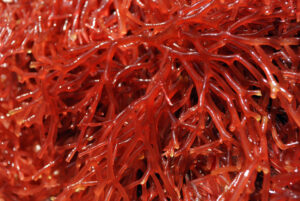 This Weird Seaweed DOUBLES Your Weight Loss
