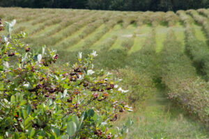 Slash Blood Sugar Spikes 31% With This “Blacklisted” Berry