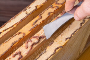 [Discovered] “Bee Glue” Wipes Out Cancer in Just Hours