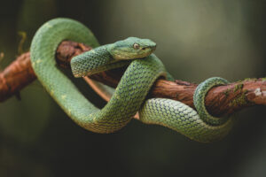 Beat Cancer With Snake Venom?! (Boosts Cancer Killers 22X)