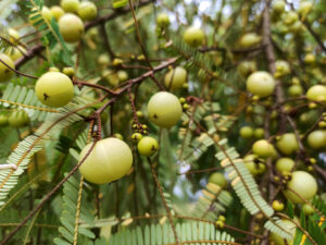 Could This Berry Replace Your Entire Medicine Cabinet?