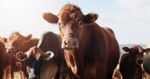 Cancer Breakthrough Accidentally Discovered by Cattle Farmers?