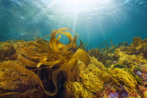 Could This “Seaweed Secret” REPLACE Your Statin?!