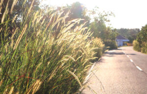 BETTER Than BPH Drugs? Roadside “Grass” Shrinks Prostates Fast