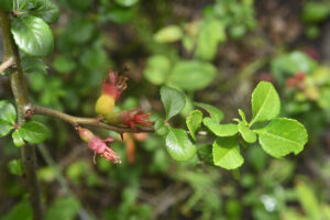 Stop the “Mother of All Disease” With This Japanese Shrub
