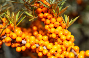 “Desert Berry” COMMANDS Your Body to Burn Fat?!