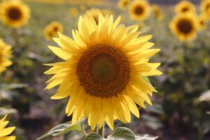 Discovered! Sunflower Nutrient REVERSES  Memory Loss in Alzheimer’s Patients