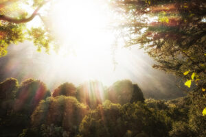 The Biblical Balm That Destroyed 90% of Cancer Cells