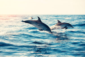Do DOLPHINS Hold the Secret to Reversing Human Aging?