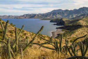 [Discovered] Weird Desert Cactus is Like a “Super Drug” For Seniors