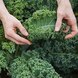 Eat This to SAVE Your Brain?