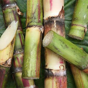 Sugar Cane Discovery Terrifies Big Pharma’s Statin Empire!