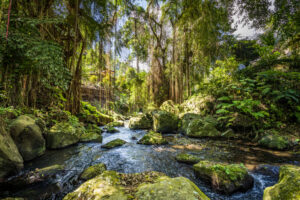 Rainforest Remedy OUTPERFORMS Billion-Dollar Chemo Drug for Breast Cancer